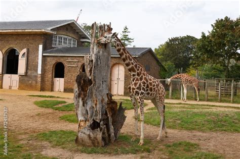 Giraffe outside the giraffe enclosure in London Zoo. Stock Photo | Adobe Stock