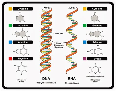 Biology Diagrams,Images,Pictures of Human anatomy and physiology: DNA ...