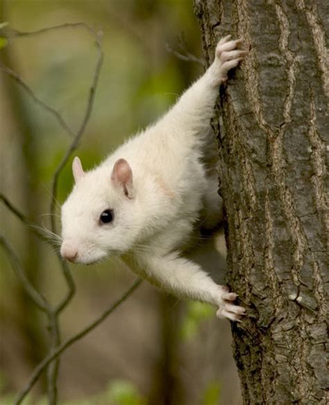 Wonderful World of Rodents: Beautiful Albino Squirrel