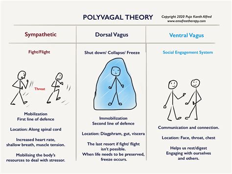 Polyvagal Theory | EFT & Counseling for Personal Peace Blog Mental ...