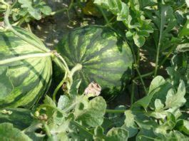 Organic Watermelon Farming, Growing Practices | Agri Farming