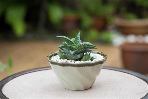 Successful Strategies for Growing Succulents in Zone 13