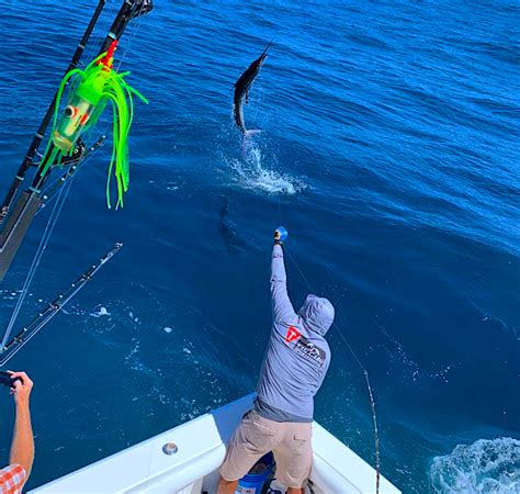 Master the Art of Striped Marlin Fishing: Lures, Teasers, and Dead Bait Techniques - Tag Cabo ...