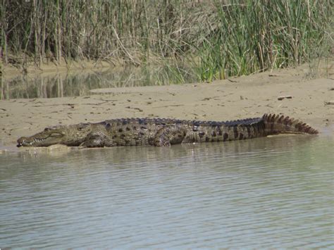 A Mugger Crocodile in its natural habitat along Bahukalat River ...