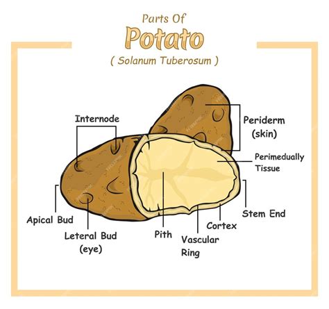 Premium Vector | Parts of potato