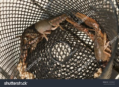 724 Crayfish Trap Images, Stock Photos & Vectors | Shutterstock