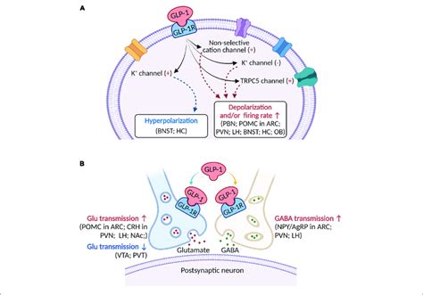 | A schematic diagram describing the major electrophysiological effects ...