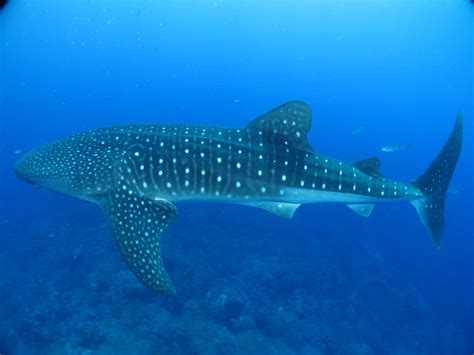 Notable Natural Events at the Flower Garden Banks National Marine Sanctuary