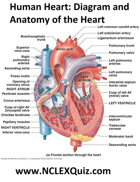 Anatomy Of The Human Heart Labeled