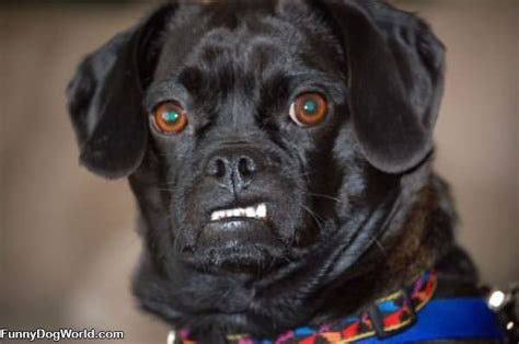 My Grrr Face | Funnydogworld.com