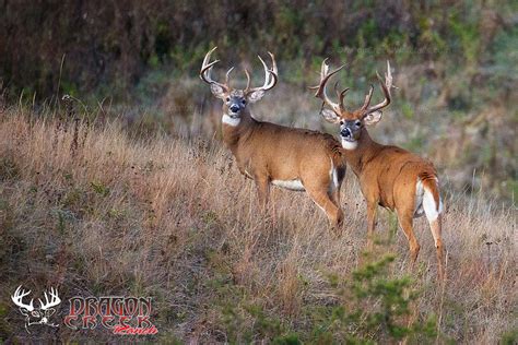 Big Whitetail Bucks