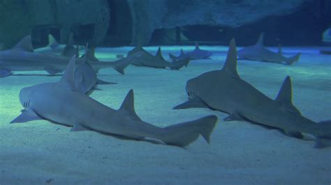 Underwater life of a coral reef. Sharks, rays and other fish. Large aquarium. Stock Video ...