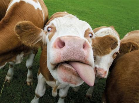 10 quirky things to know about cattle on P.E.I. | CBC News