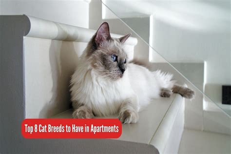 Top 8 Cat Breeds to Have in Apartments - Event Specialty Store