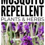 Natural Mosquito Repellents For The Garden & Camping