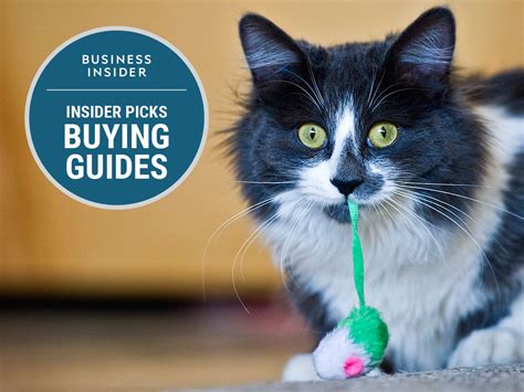 The best catnip toys for cats - Business Insider