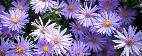 September Birth Flower + More: Aster | ProFlowers