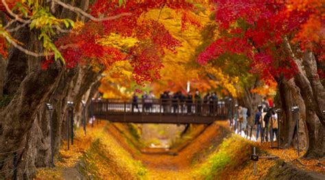 Chasing colours: Autumn leaves on a budget | Blog | Travel Japan (Japan National Tourism ...