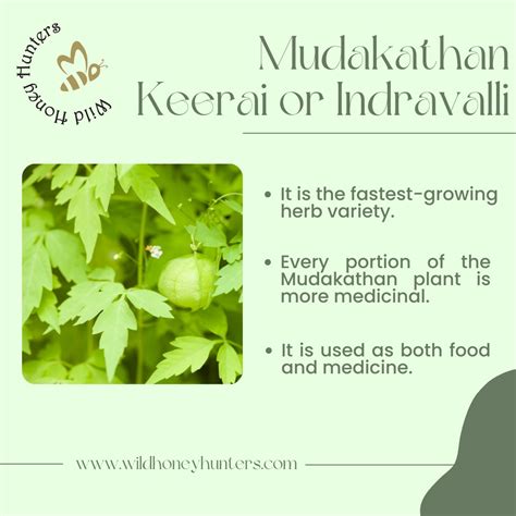 Mudakathan keerai benefits uses - Mudakathan honey | Feast