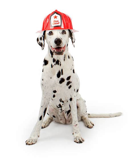 190+ Firehouse Dog Stock Photos, Pictures & Royalty-Free Images - iStock