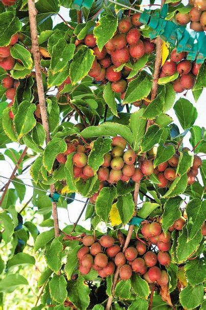 Grow Your Own Kiwi Berries | Garden Culture Magazine