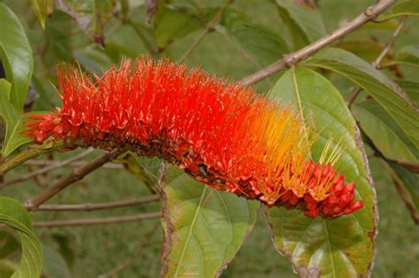 Combretum aubletii (Combretaceae) image 27536 at PlantSystematics.org