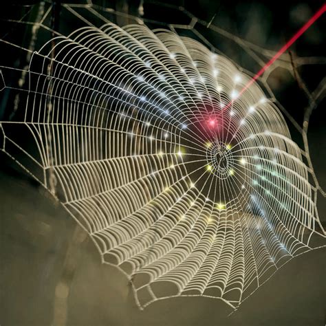 Innovation spins spider web architecture into 3-D imaging technology