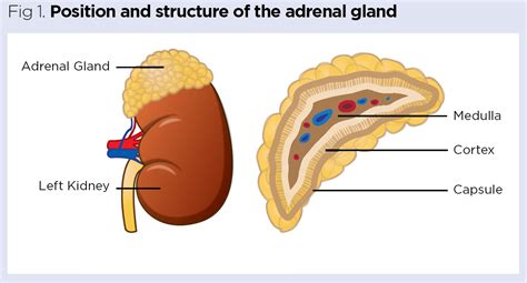 Endocrine system 4: adrenal glands | Nursing Times