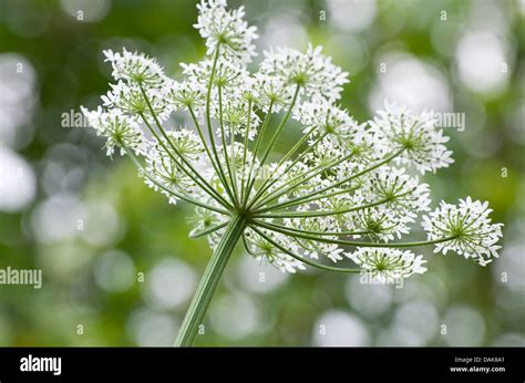 flowering cow parsley plant, norfolk, england Stock Photo: 58201305 - Alamy