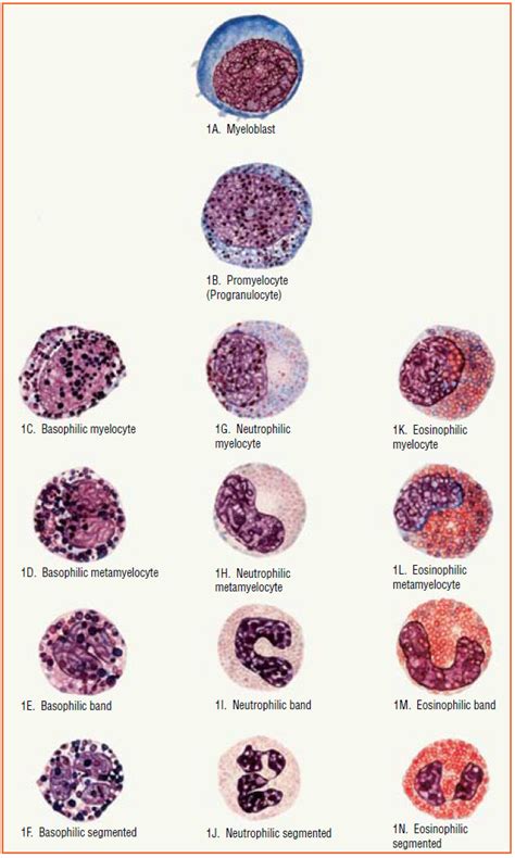 White blood cells: Description, Classification and Formation | Medical Laboratories | Hematology ...