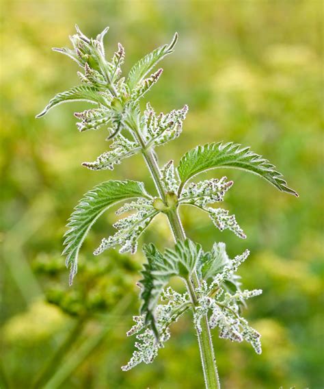 Edible weeds: 15 unexpectedly tasty plants you can eat | Gardeningetc