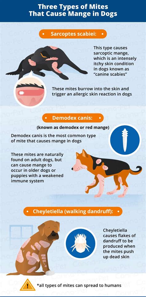 What Does Mites Look Like On Dogs