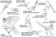 Cuckoo | bird | Britannica