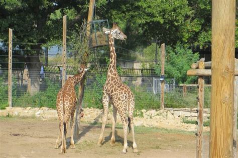 Abilene Zoo - 2020 All You Need to Know BEFORE You Go (with Photos) - Tripadvisor