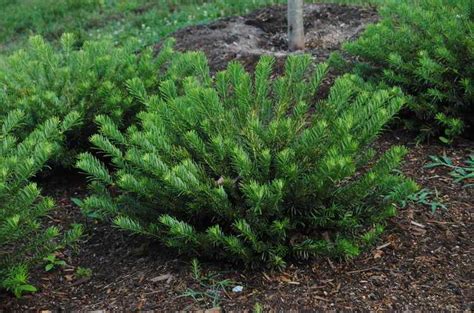 Cephalotaxus, Japanese Plum Yew