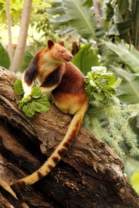 The Tree Kangaroo | Gamble English 15