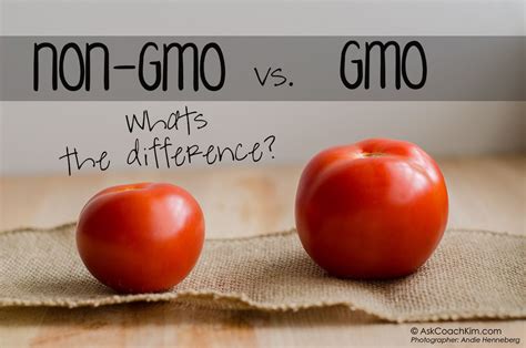 This picture suggests that the only difference between a non-GMO and a GMO is the size of the ...