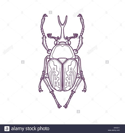 Scarab Beetle Drawing at GetDrawings | Free download