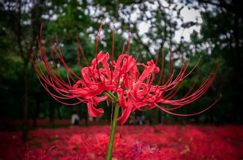 White Spider Lily Flower Meaning | Best Flower Site