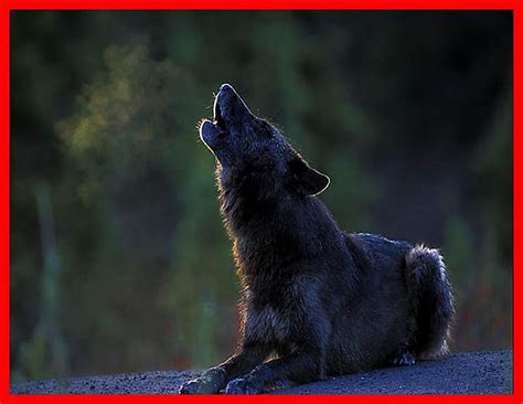 Black howeling wolf, bonito, howl, canine, wolf pack, solitude ...