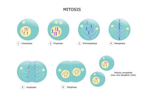 What Is Mitosis? | Live Science