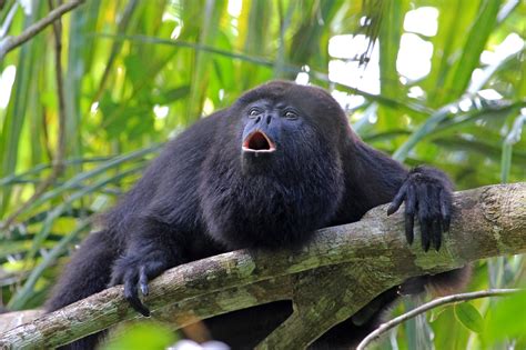 Bugio - Guariba - macaco do gênero Alouatta - InfoEscola