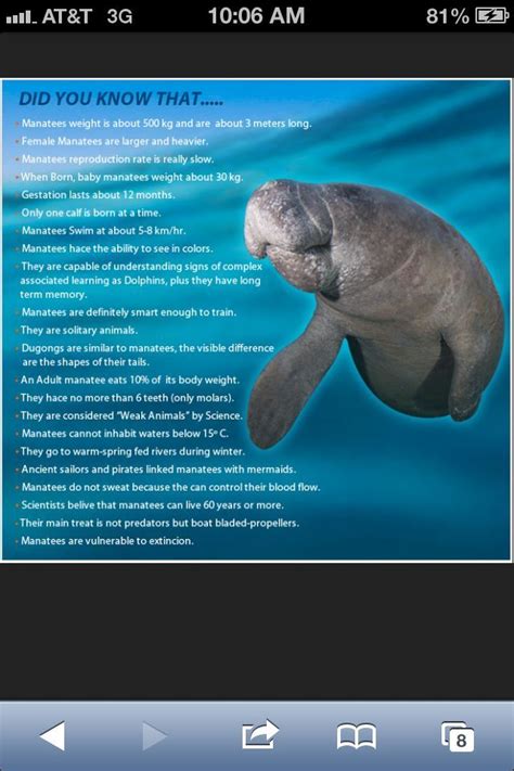 Manatee facts – Artofit