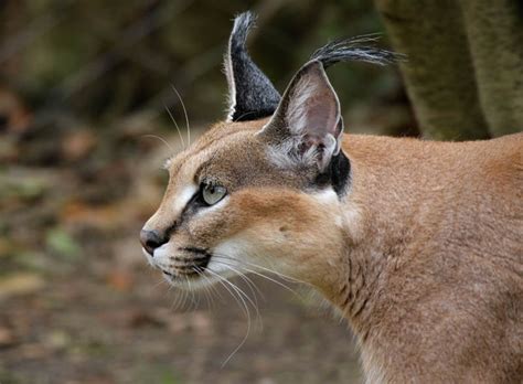 Caracal Lynx. photo - bob_r photos at pbase.com