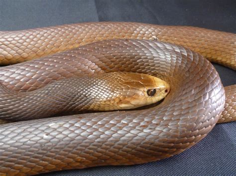 Taipan wallpapers, Animal, HQ Taipan pictures | 4K Wallpapers 2019