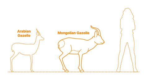 Mongolian Gazelle (Procapra gutturosa) Dimensions & Drawings ...