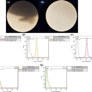 Morphology of Wharton jelly stem cells. Germination of mesenchymal ...