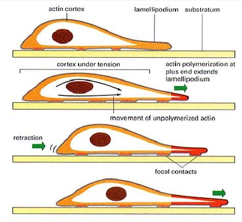 Cell Movement; Cell Migration; Locomotion, Cell; Migration, Cell ...