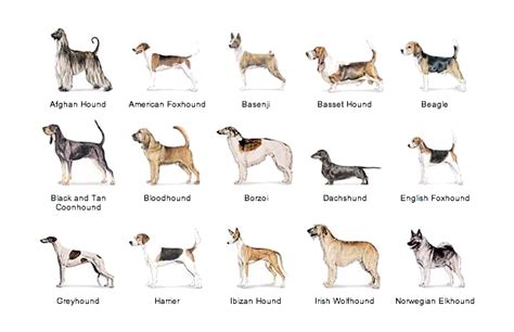 hound dog breeds | Why God