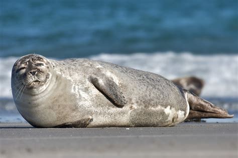 File:Common Seal Phoca vitulina.jpg - Wikimedia Commons